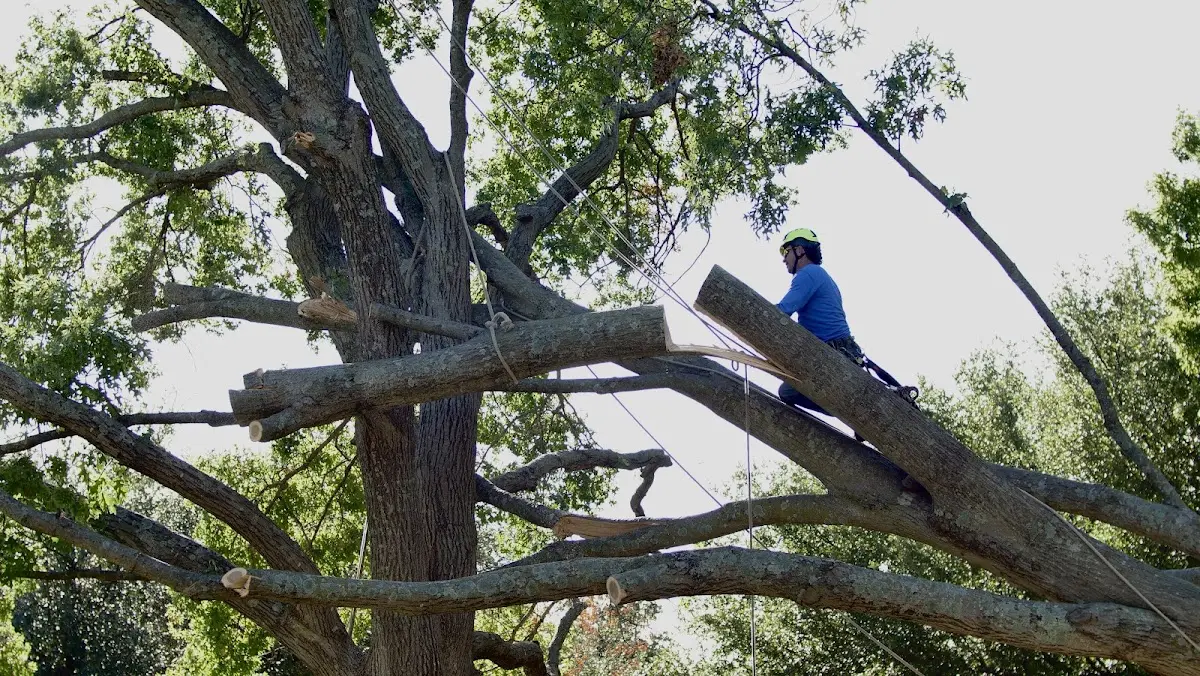 Professional Crown Thinning performed by certified arborists in Mechanicsville