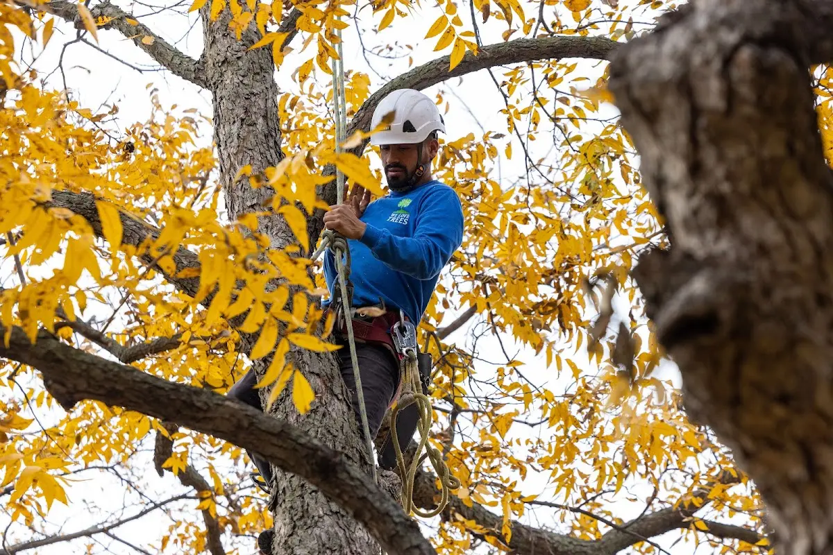 Skilled Tree Planing crew working in Mechanicsville
